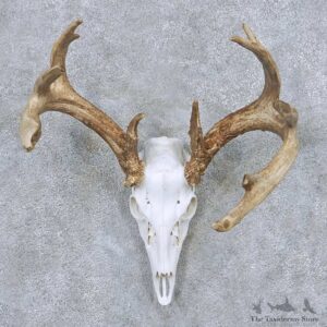 Whitetail Deer Skull Horns European Taxidermy Mount #13837 For Sale @ The Taxidermy Store