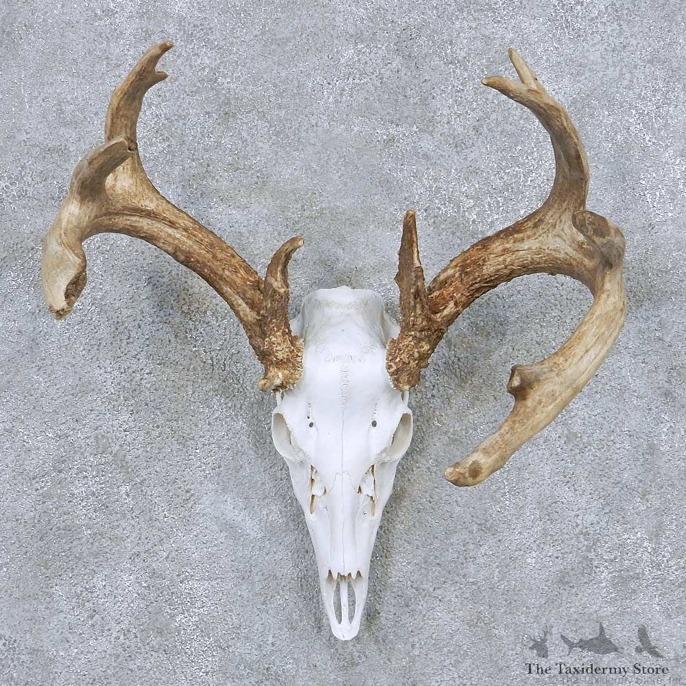 Whitetail Deer Skull Horns European Taxidermy Mount #13837 For Sale @ The Taxidermy Store