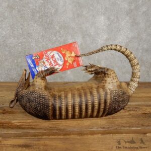 Reproduction Armadillo Life-Size Mount For Sale #20378 @ The Taxidermy Stor