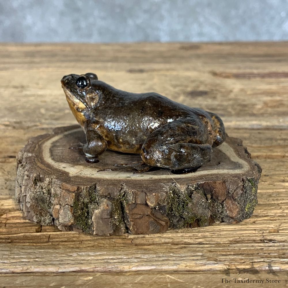 Bullfrog Taxidermy Mount For Sale #21380 @ The Taxidermy Store