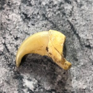 Mountain Lion Cougar Taxidermy Authentic Claw #19375 For Sale @ The Taxidermy Store
