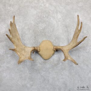 Moose Antler Plaque Mount For Sale #19532 @ The Taxidermy Store