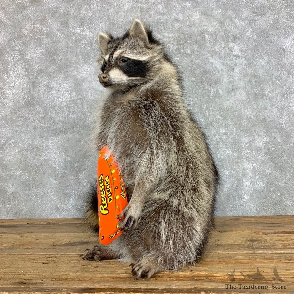Candy Raccoon Mount For Sale #23424 @ The Taxidermy Store