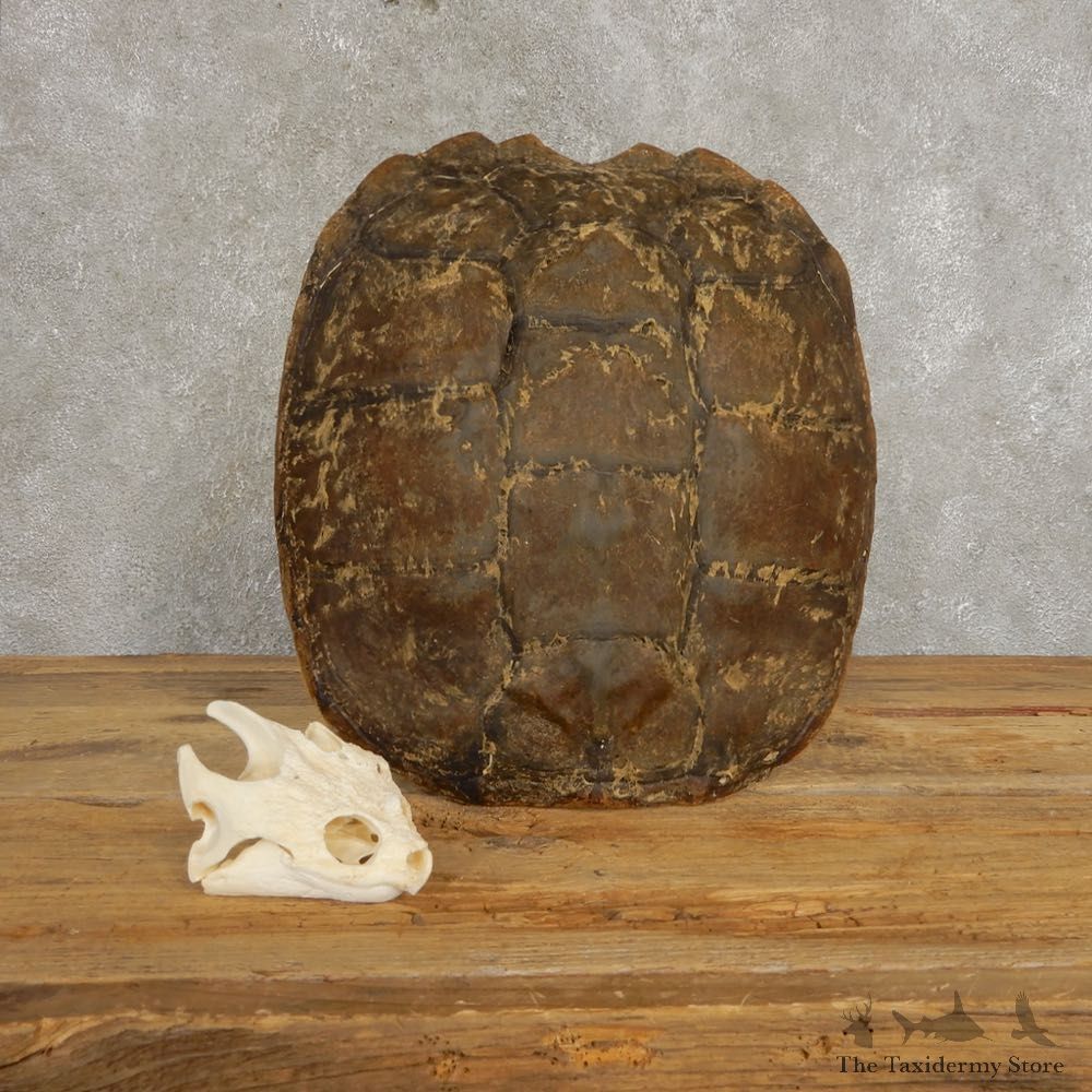 Snapping Turtle Skull & Shell Taxidermy Mount For Sale - #21293