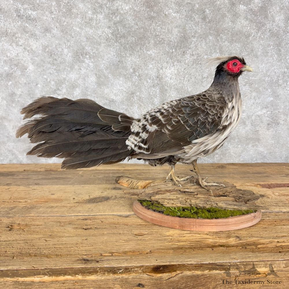 Nepal Kalij Pheasant Bird Mount For Sale #30186 @ The Taxidermy Store