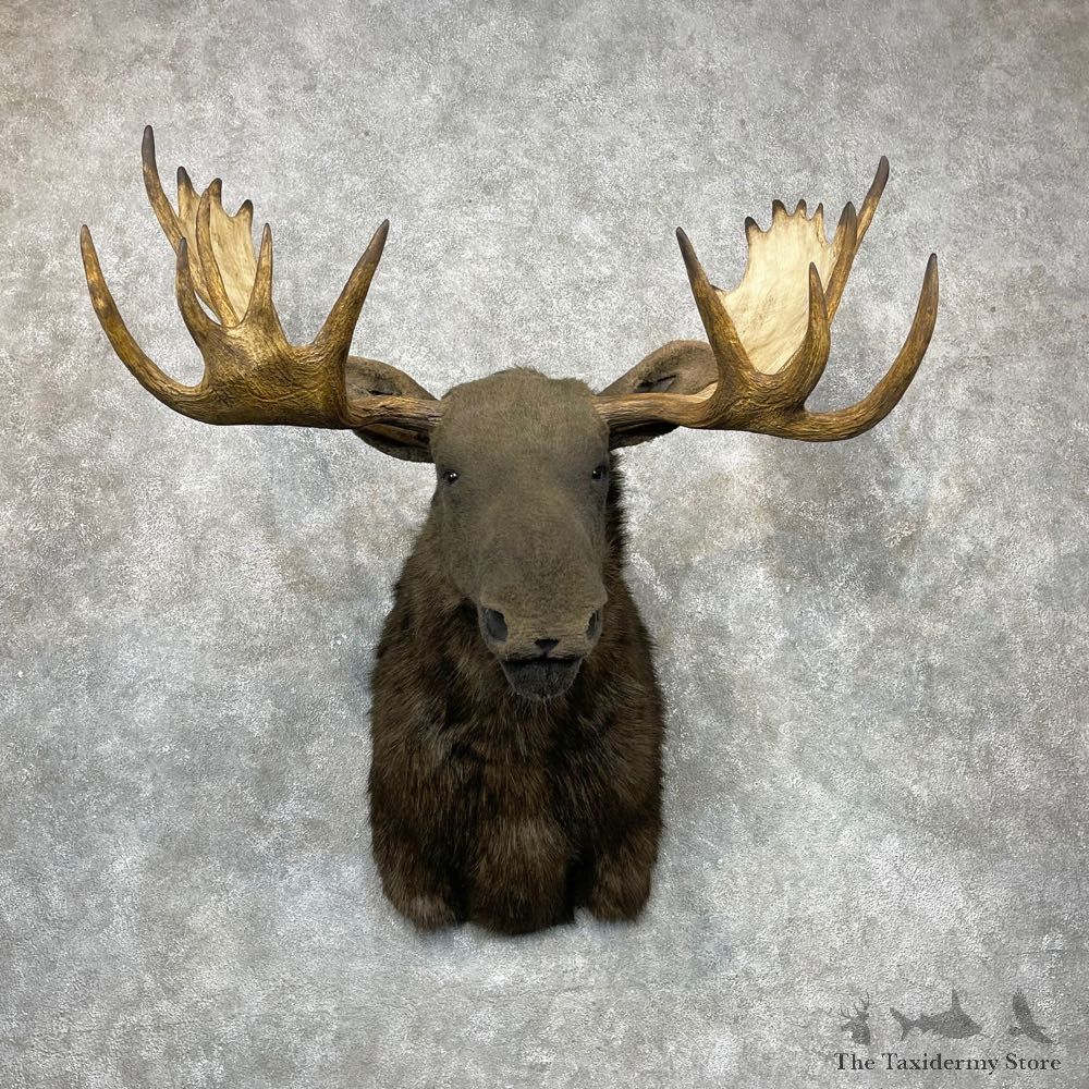 Reproduction Moose Shoulder Mount #24413 For Sale - The Taxidermy Store