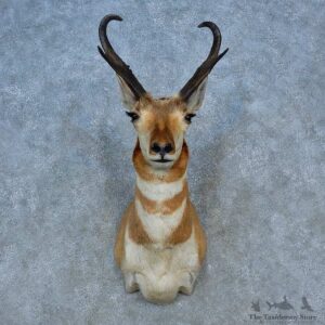 Pronghorn Antelope Shoulder Mount For Sale #15455 @ The Taxidermy Store