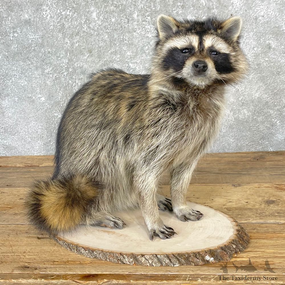 Raccoon Life-Size Mount For Sale #24702 @ The Taxidermy Store