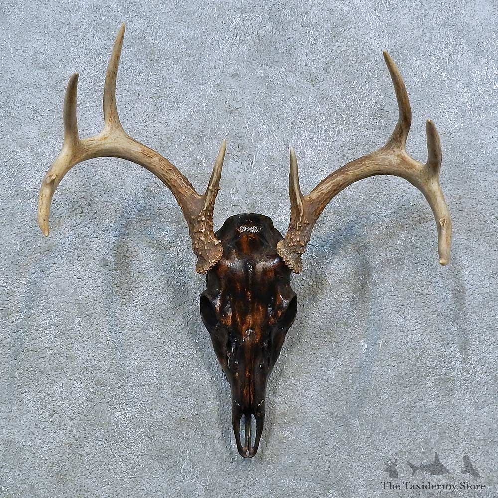 Whitetail Deer Skull Antler European Mount For Sale #15364 @ The Taxidermy Store
