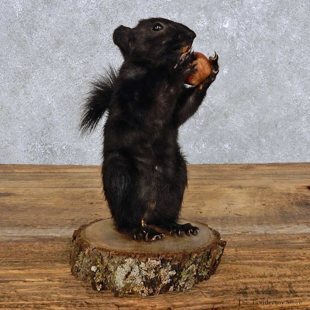 Standing Black Squirrel Mount For Sale #14409 @ The Taxidermy Store