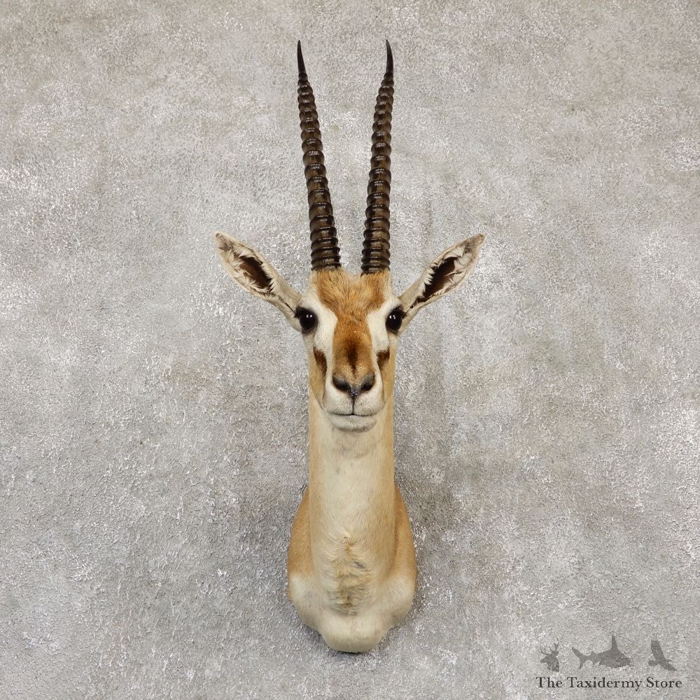 African Thomson's Gazelle Shoulder #20151 - For Sale @ The Taxidermy Store