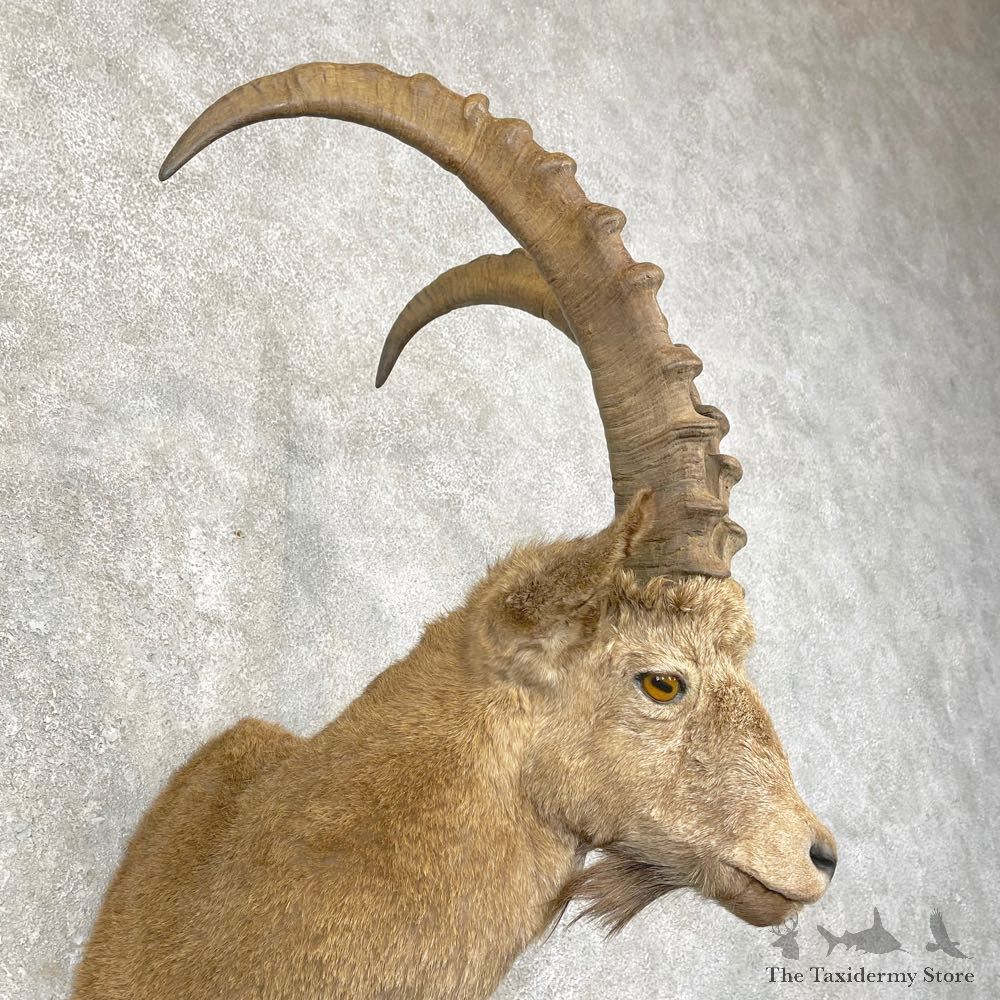 Siberian Ibex Taxidermy Shoulder Mount #24759 @ The Taxidermy Store