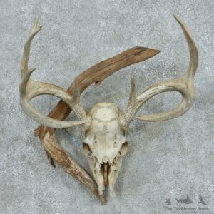 Whitetail Deer Skull & Antler European Mount #13760 For Sale @ The Taxidermy Store