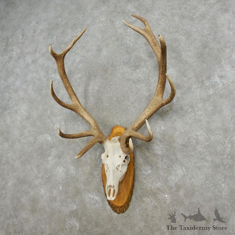 Red Deer Stag Skull European Mount For Sale #17363 @ The Taxidermy Store