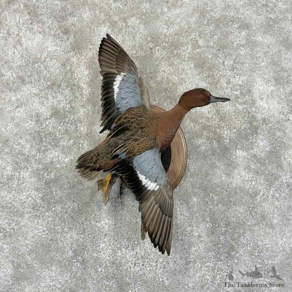 Cinnamon Teal Duck Bird Mount For Sale #31185 @ The Taxidermy Store