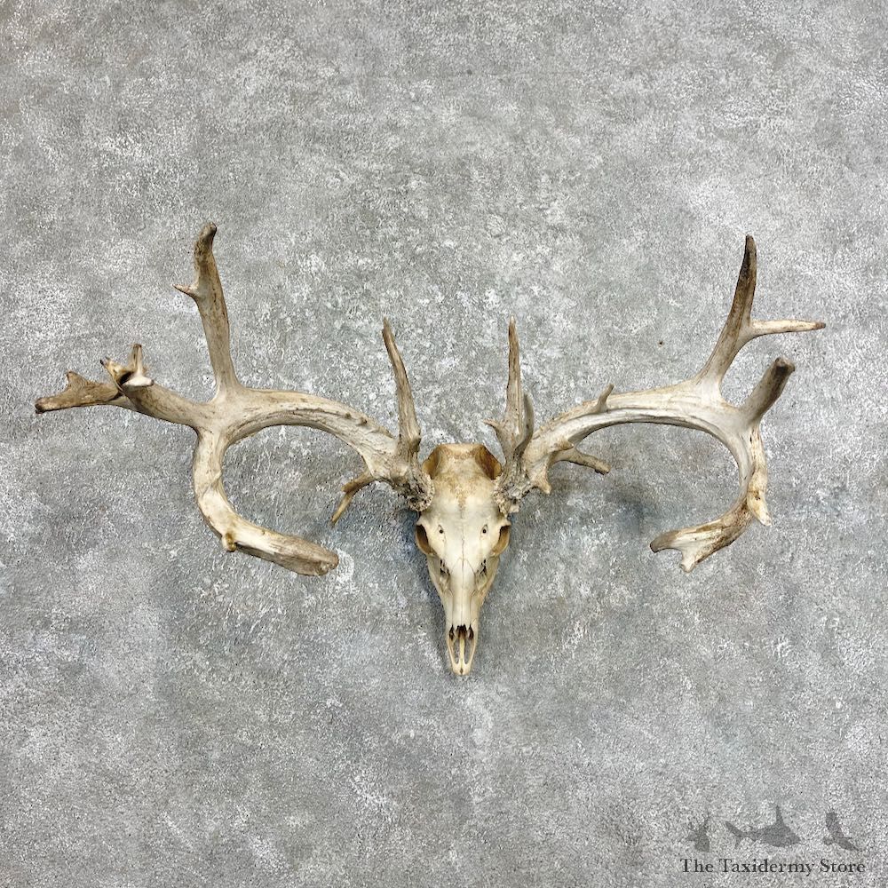 Whitetail Deer Skull European Mount For Sale #26220 @ The Taxidermy Store