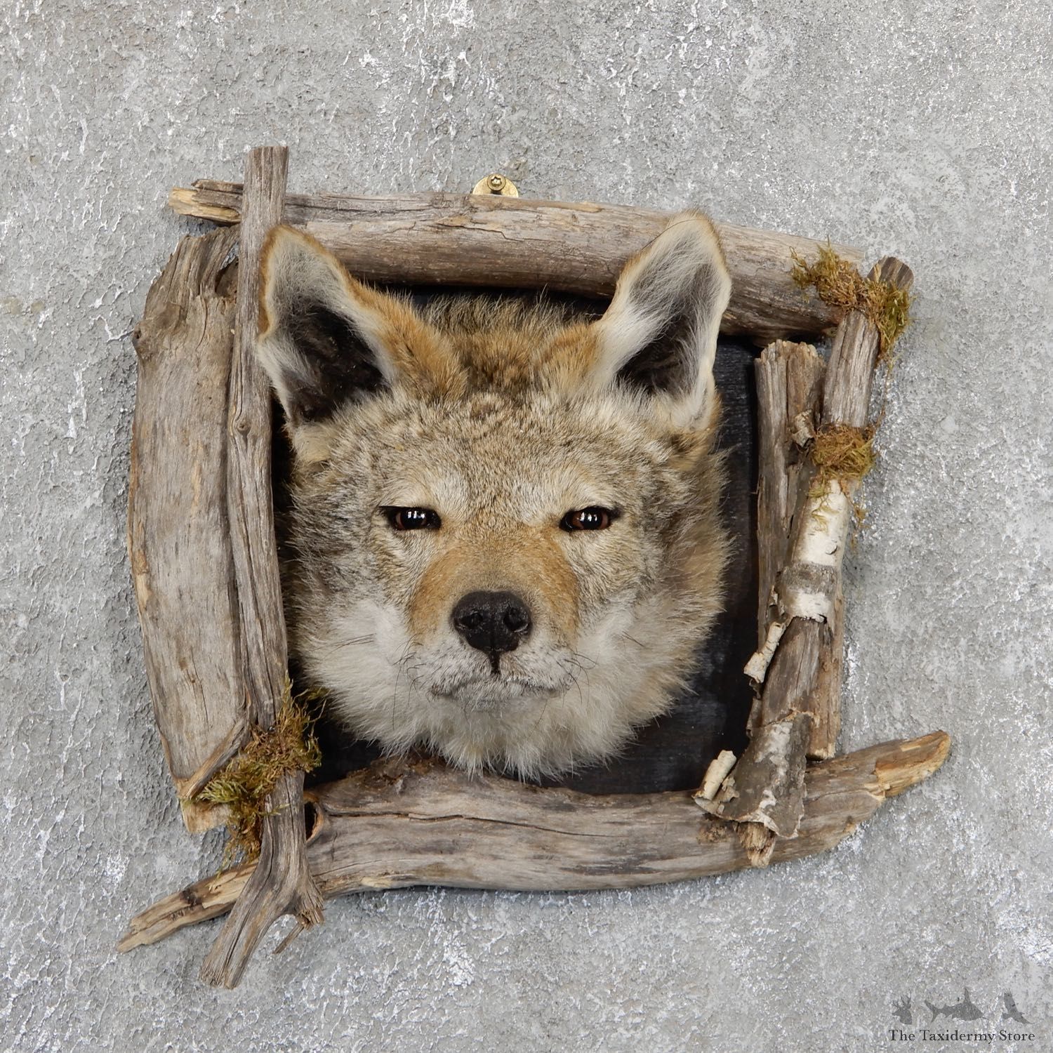 Coyote Head & Wood Taxidermy Mount #19407 For Sale @ The Taxidermy Store