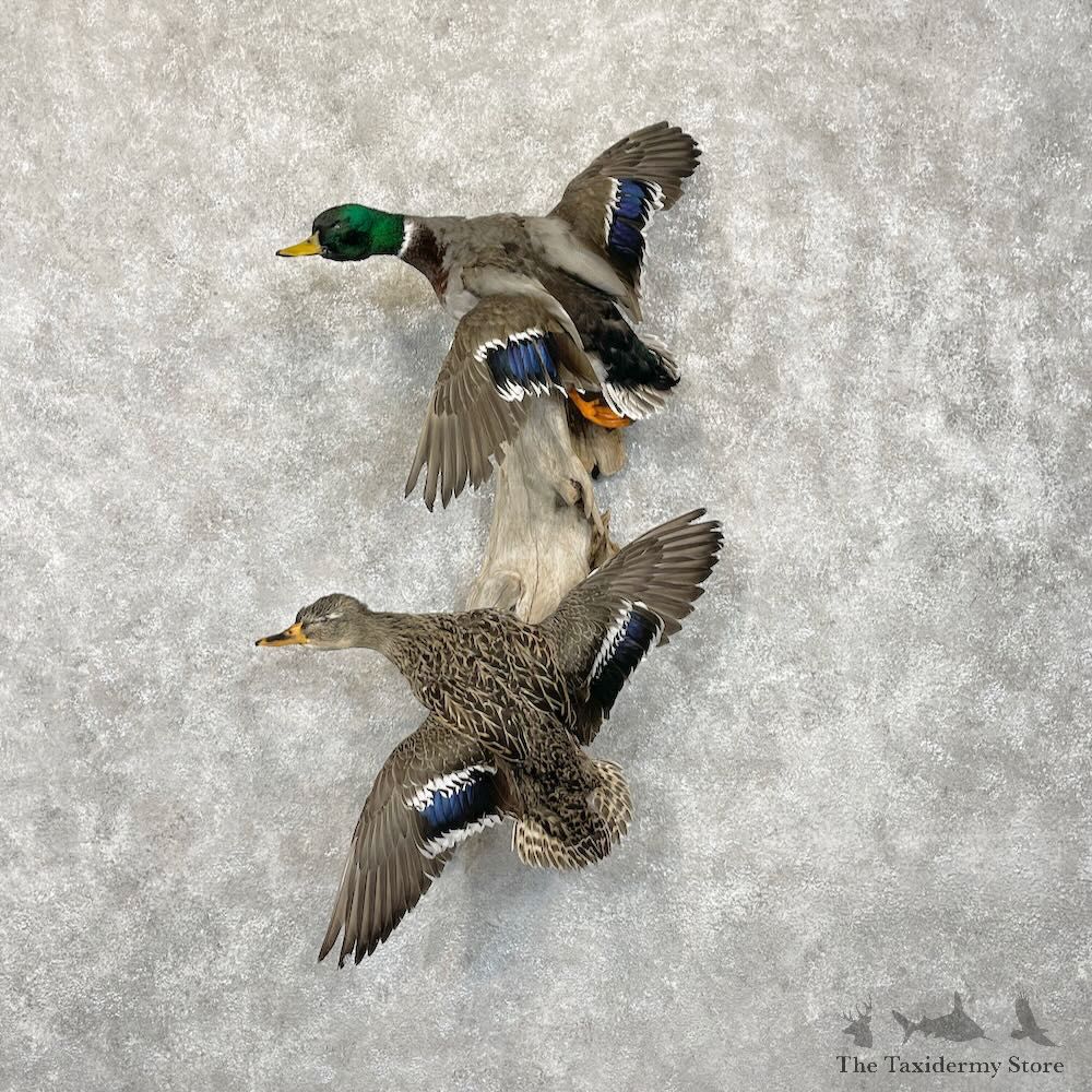 Mallard Drake and Hen Duck Mount For Sale #28525 - The Taxidermy Store