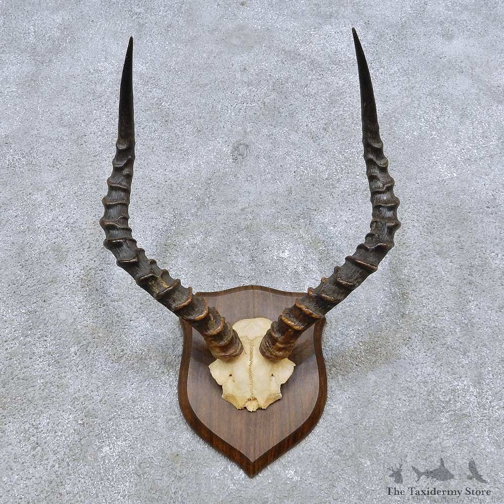 African Impala Horn Plaque For Sale #14553 @ The Taxidermy Store