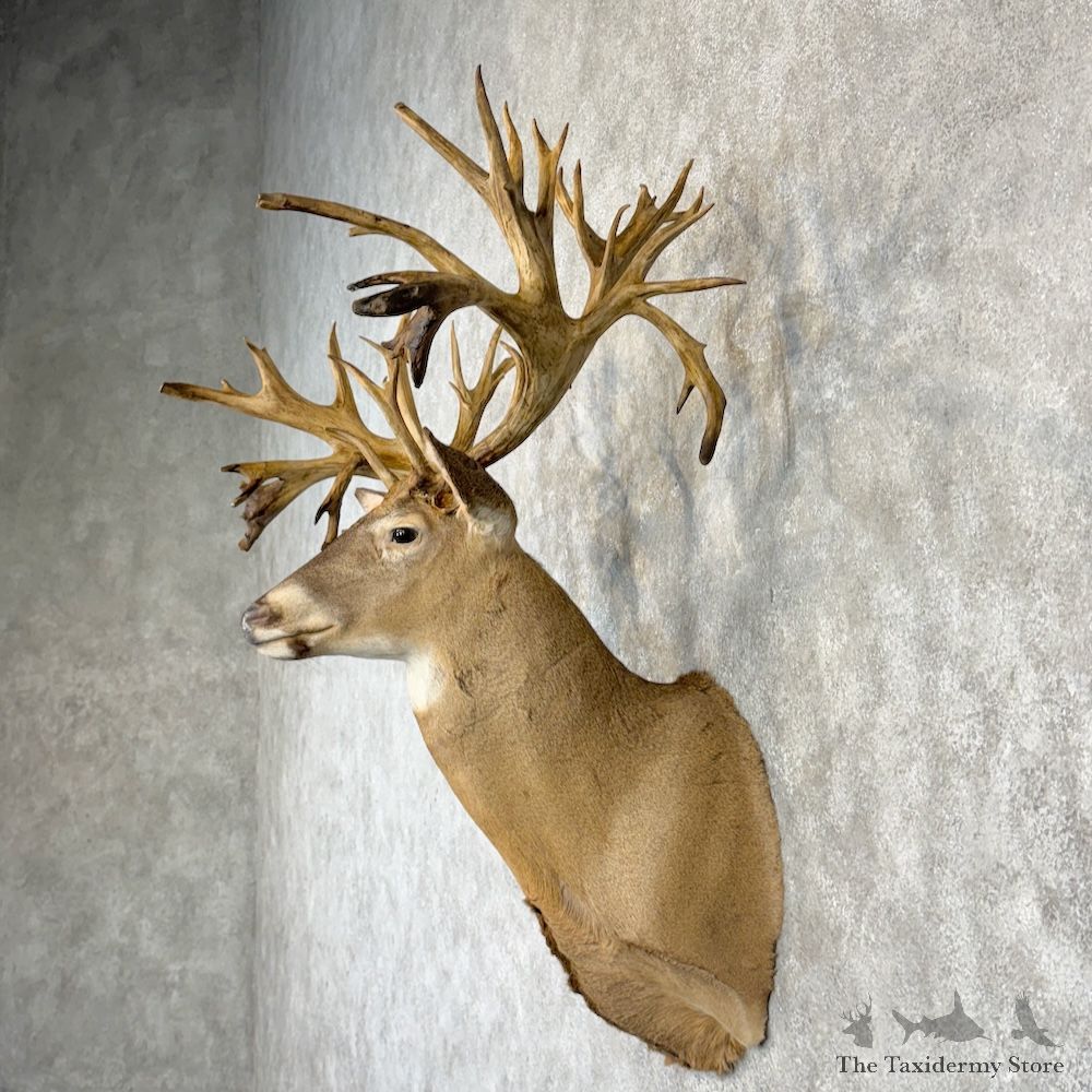 Whitetail Deer Shoulder Mount For Sale #29993 @ The Taxidermy Store