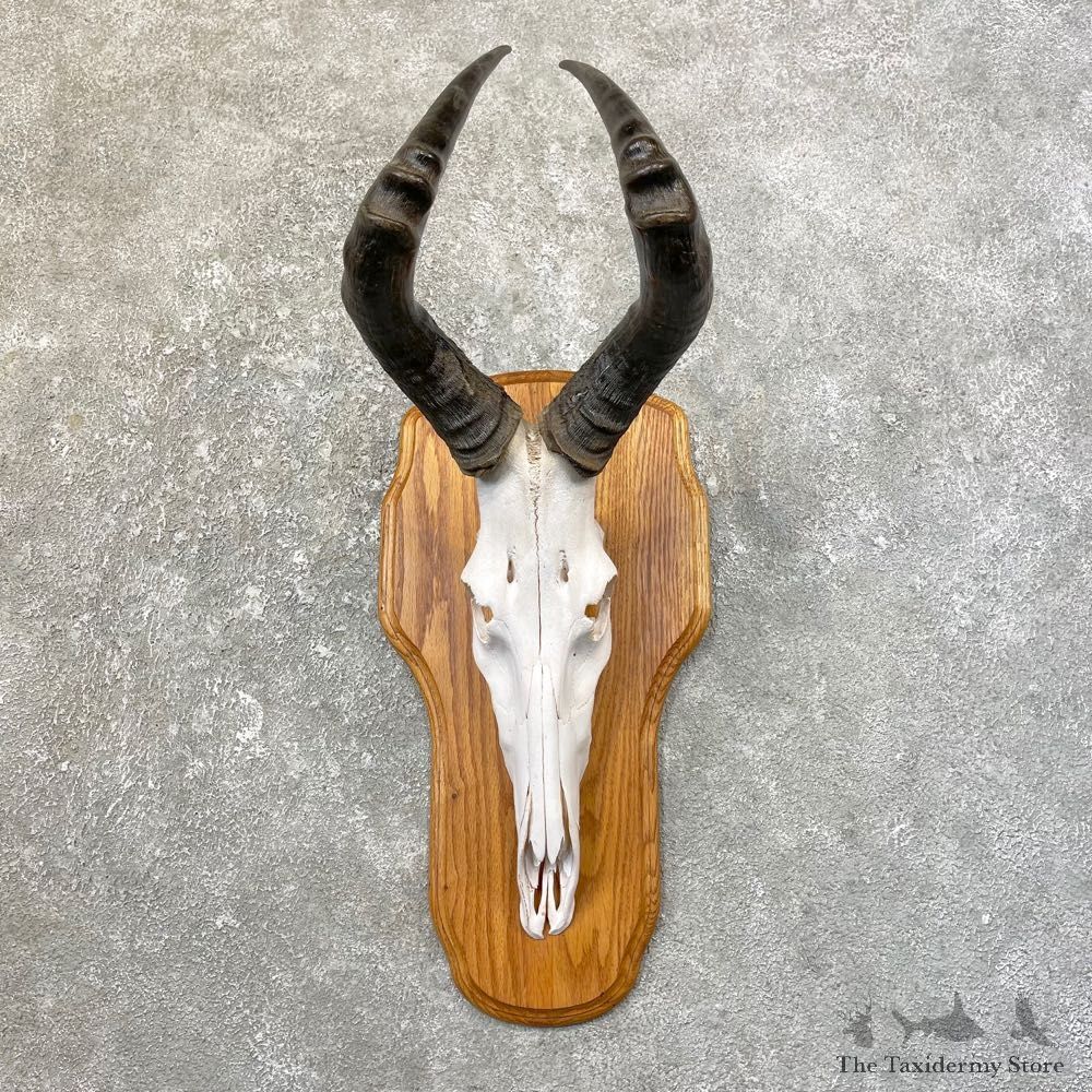 Hartebeest Skull & Horn European Mount For Sale #25167 @ The Taxidermy Store