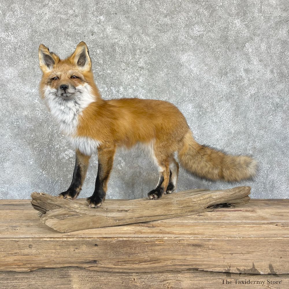 Red Fox Life-Size Mount For Sale #26424 @ The Taxidermy Store