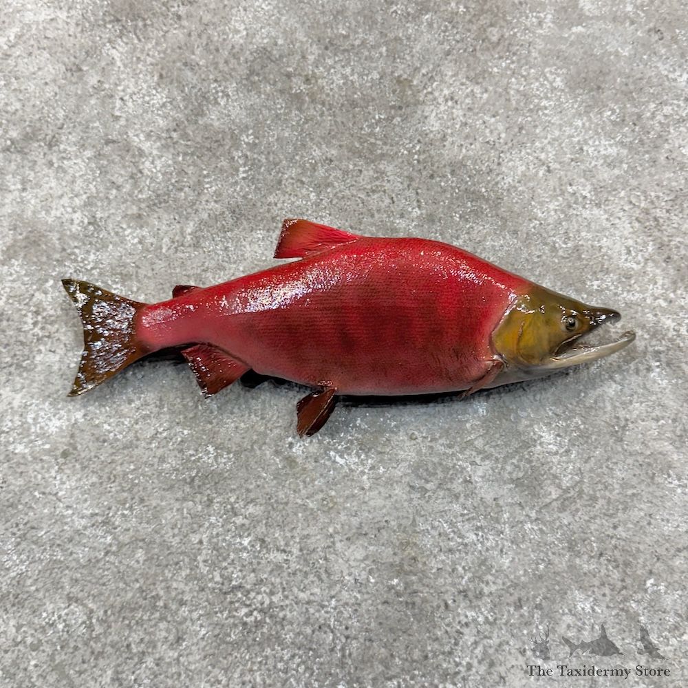 Sockeye Salmon Fish Mount For Sale #29882 @ The Taxidermy Store