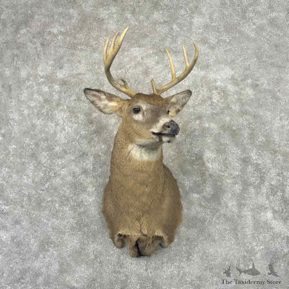 Whitetail Deer Shoulder Mount For Sale #32205 @ The Taxidermy Store