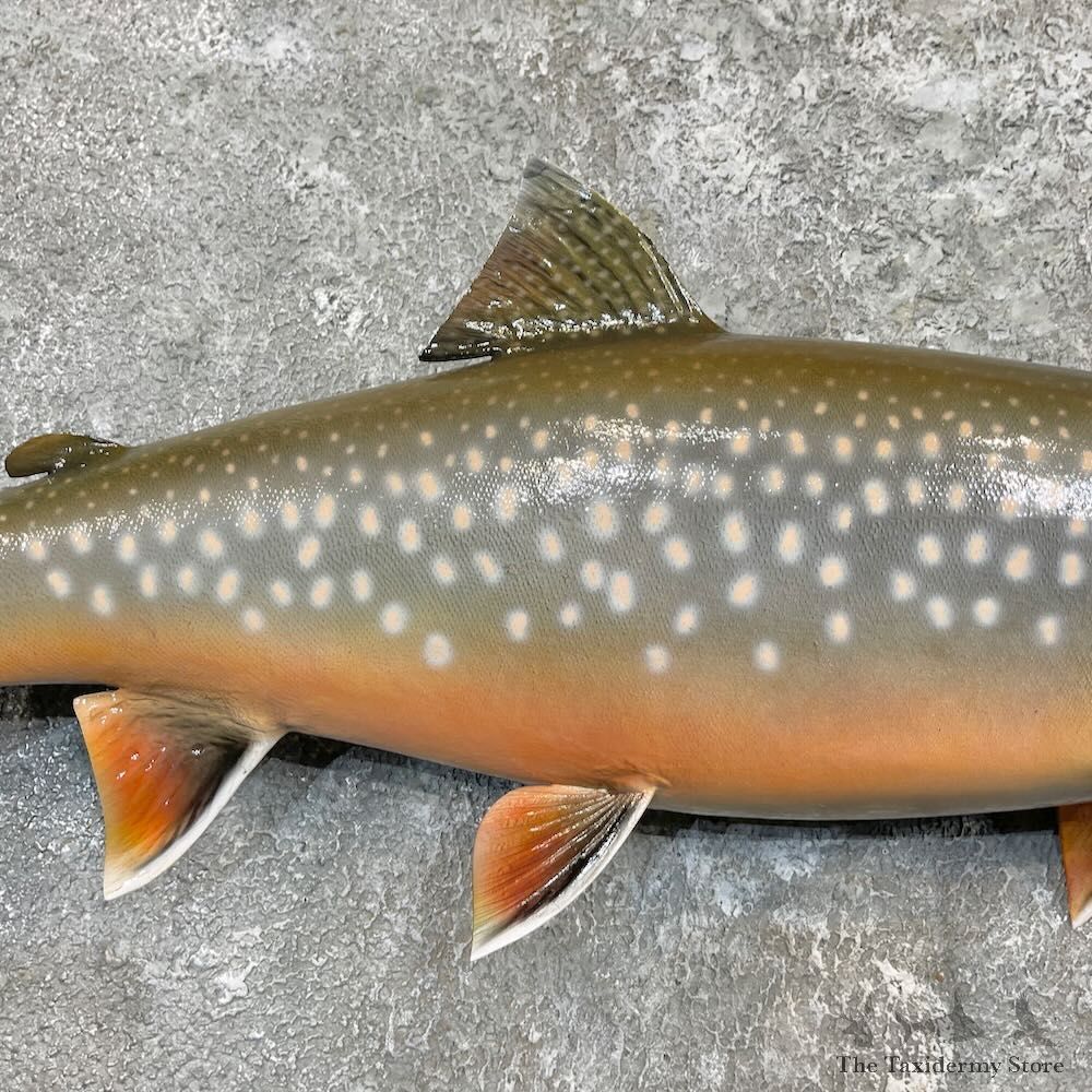 Splake Fish Mount For Sale #27265 @ The Taxidermy Store