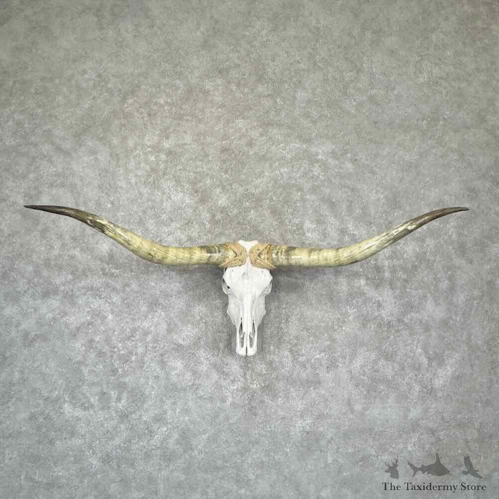 Longhorn Steer Skull European Mount For Sale #32305 @ The Taxidermy Store