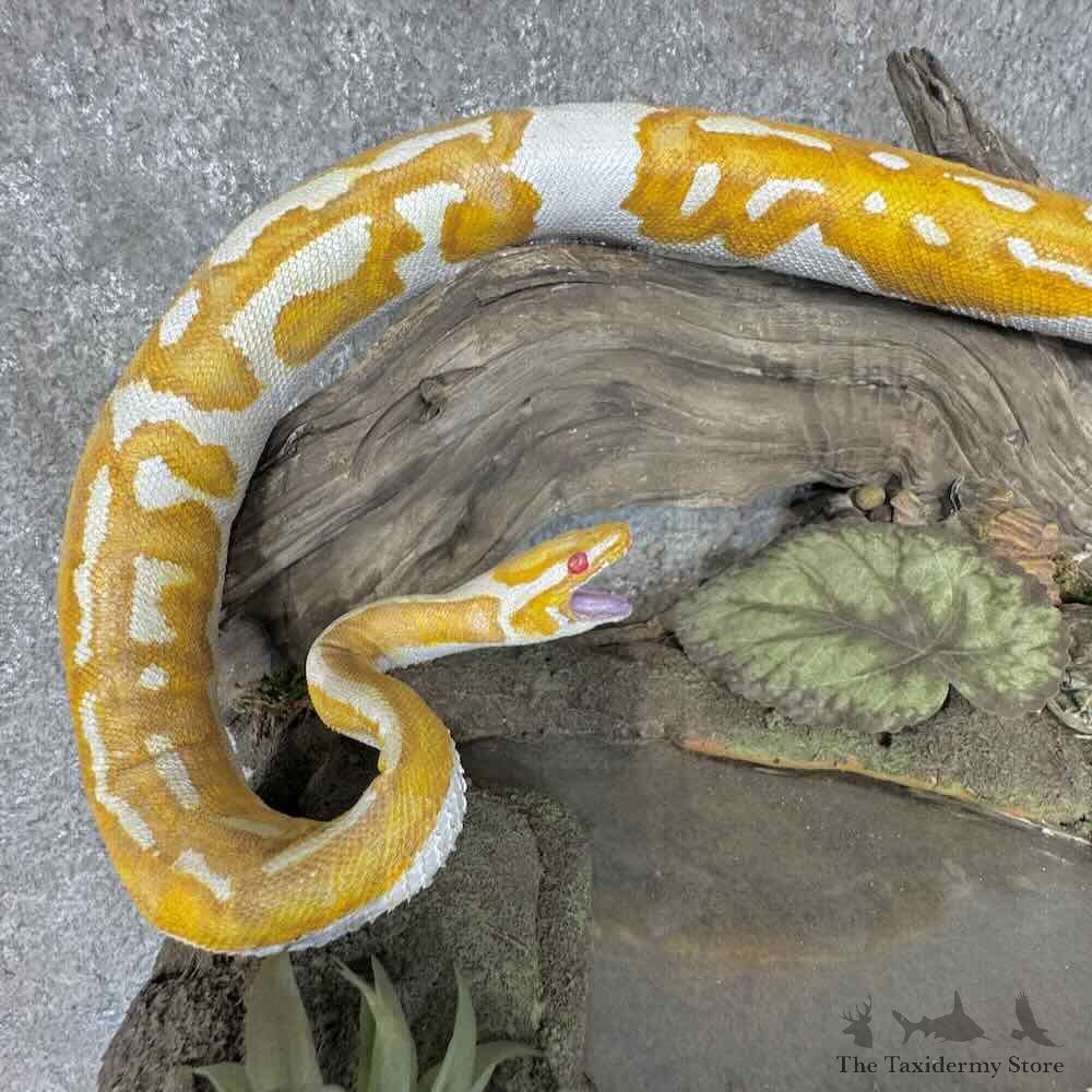 Albino Ball Python Life-Size Snake Mount For Sale #31309 @ The Taxidermy Store