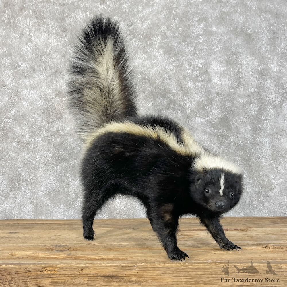 Striped Skunk Life-Size Mount For Sale #28390 @ The Taxidermy Store