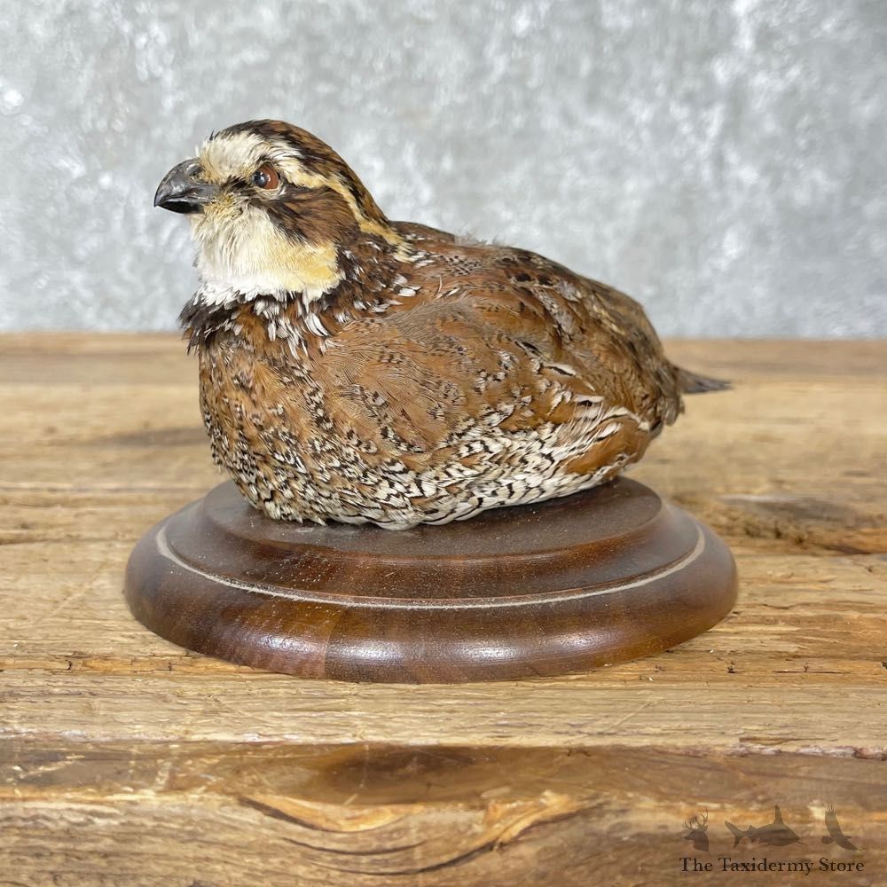 Bobwhite Quail Bird Mount For Sale #24839 @ The Taxidermy Store