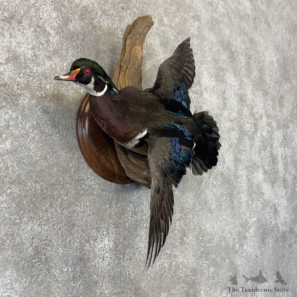Wood Duck Bird Mount For Sale #30107 @ The Taxidermy Store