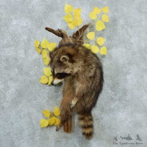 Life-Size-Raccoon-Taxidermy-Mount #13325 For Sale @ The Taxidermy Store