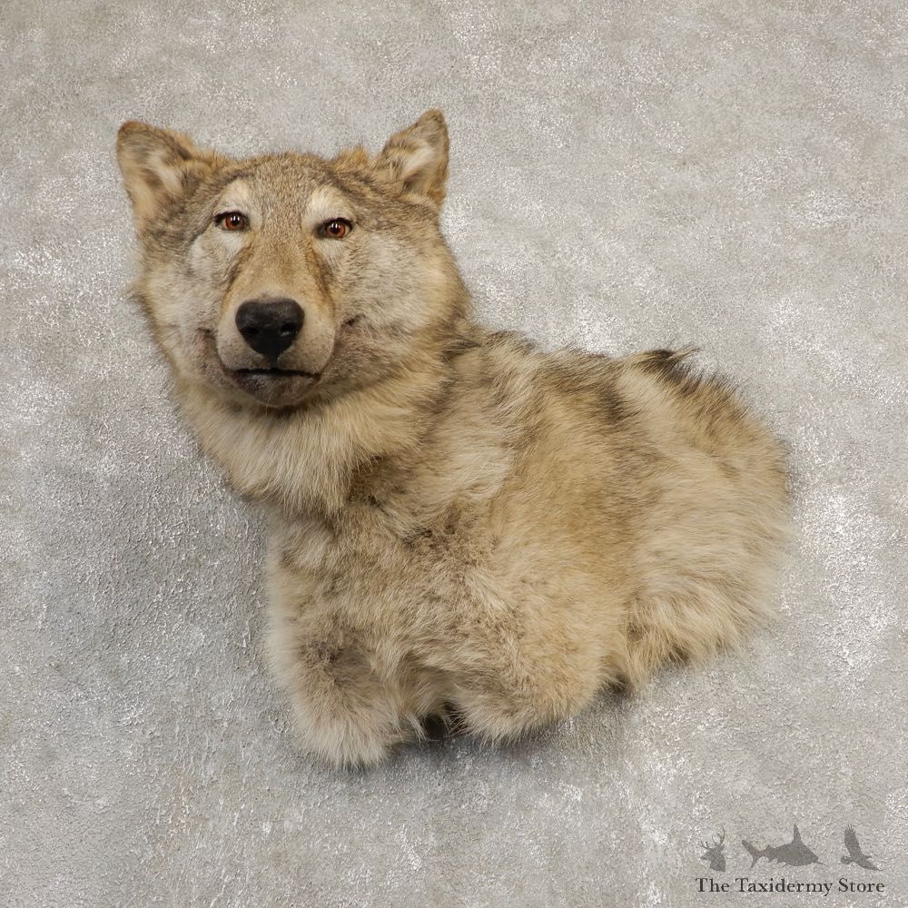 Alaskan Gray Wolf Shoulder Mount For Sale #20376 @ The Taxidermy Store