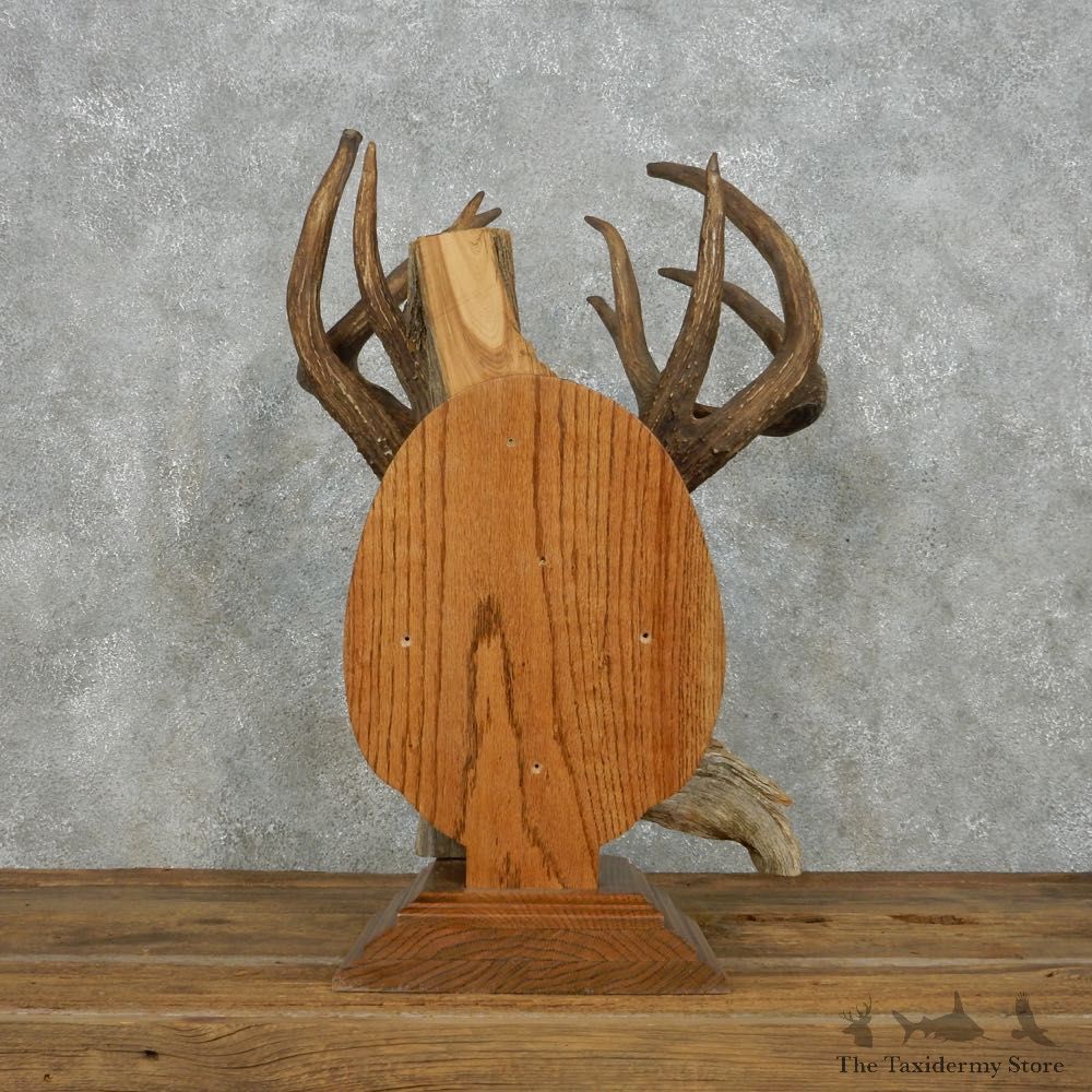 Whitetail Deer Quad Main Beam Antler Mount For Sale #14009 @ The Taxidermy Store