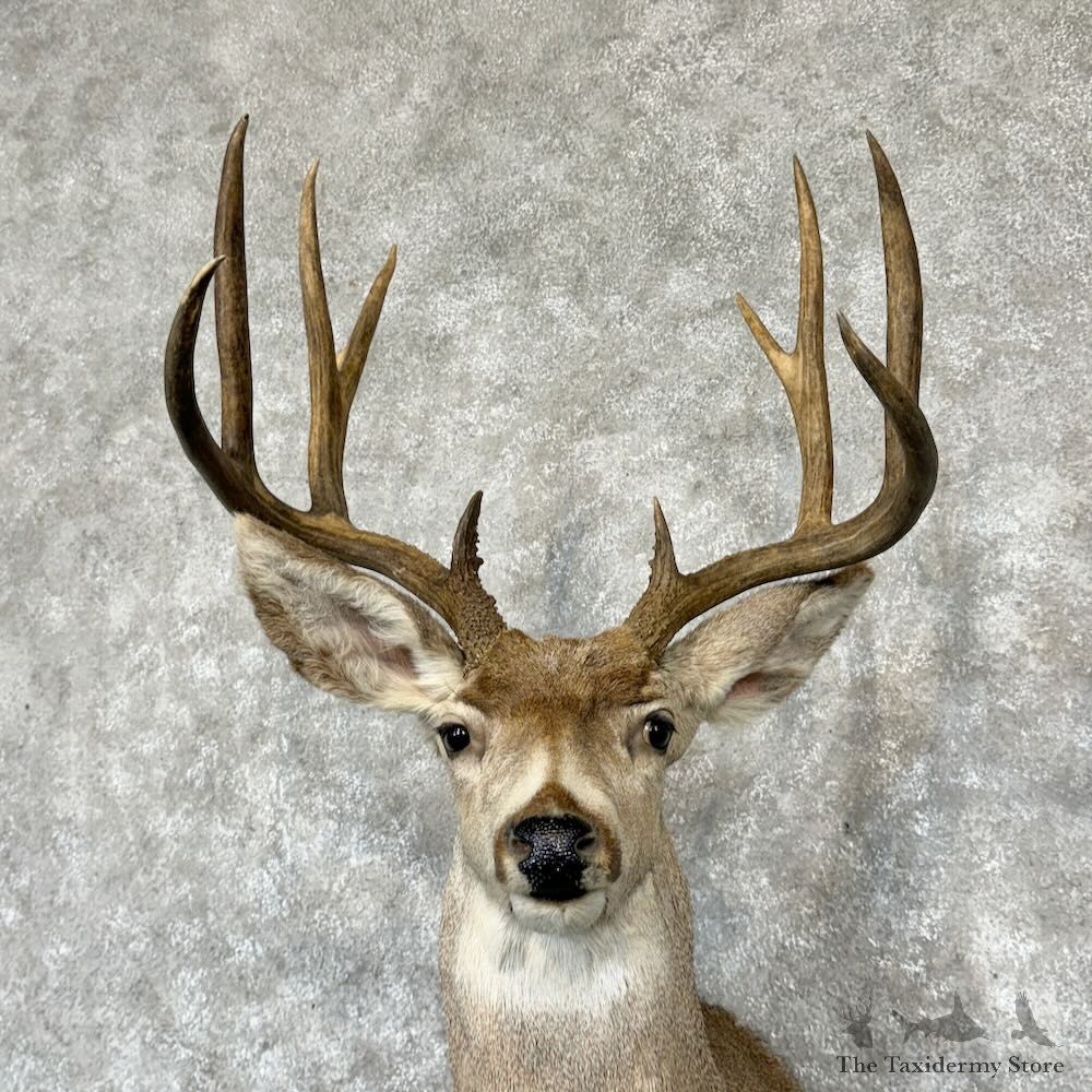 Mule Deer Shoulder Mount For Sale #29157 @ The Taxidermy Store