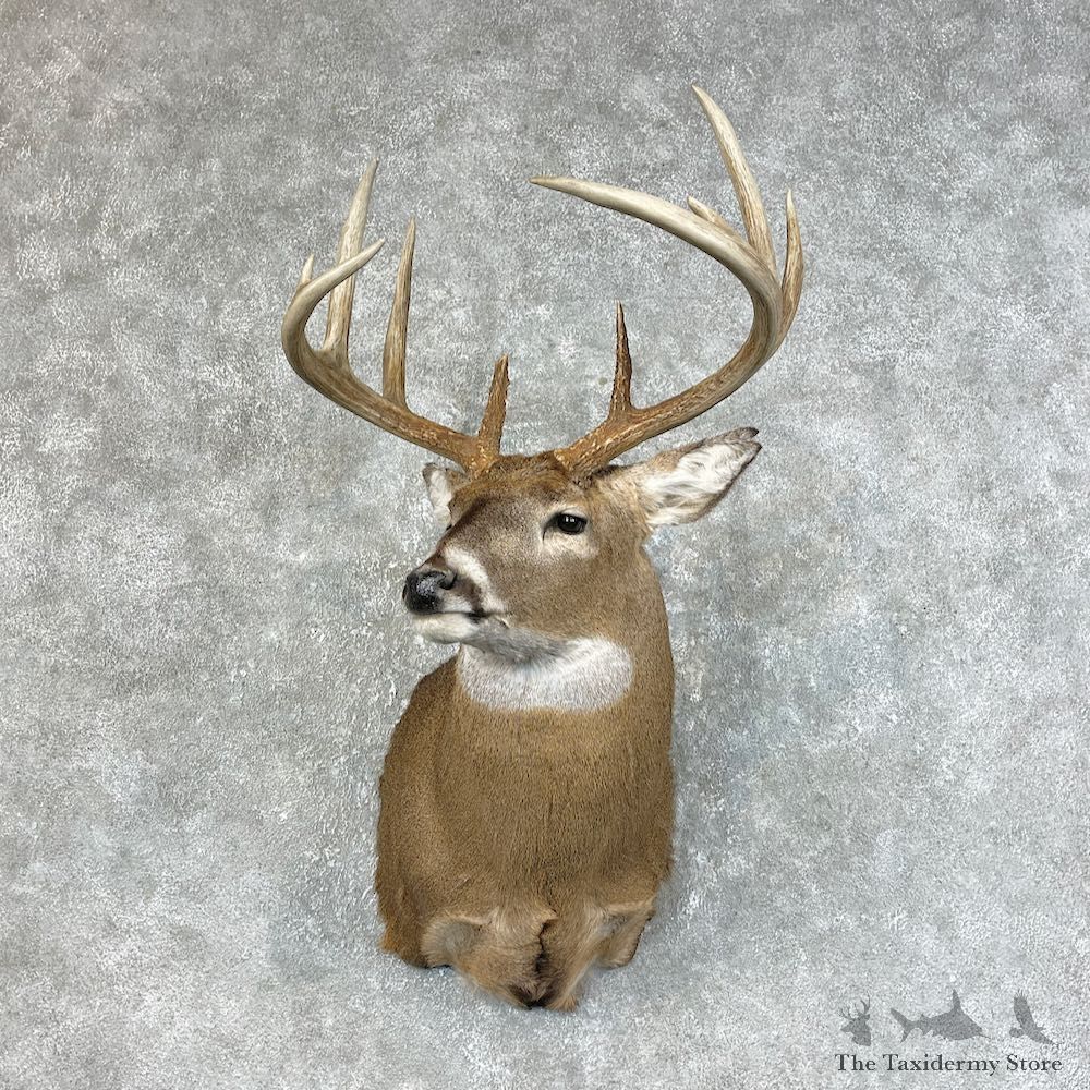 Whitetail Deer Shoulder Mount For Sale #25465 @ The Taxidermy Store