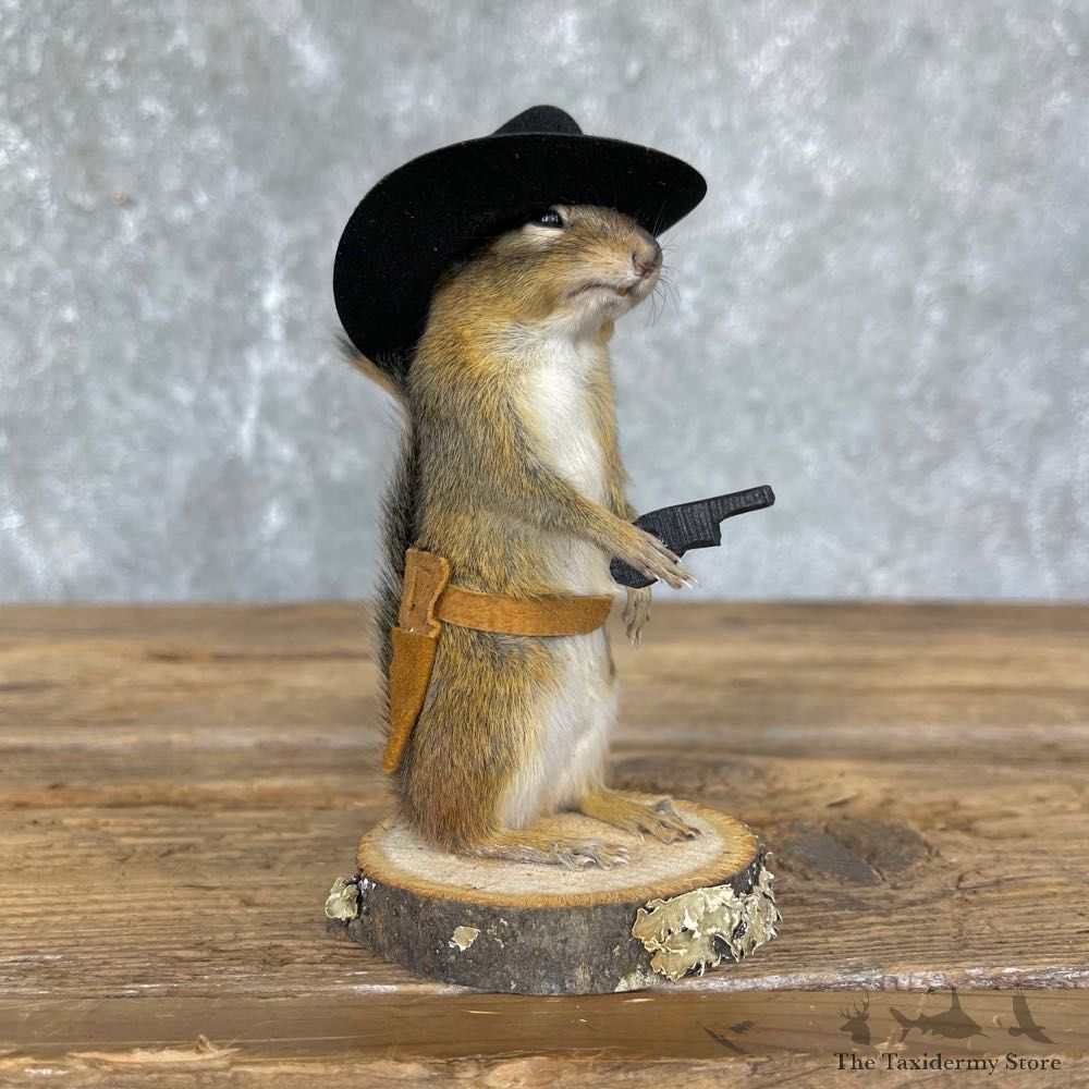 Cowboy Chipmunk Novelty Mount For Sale #24345 @ The Taxidermy Store