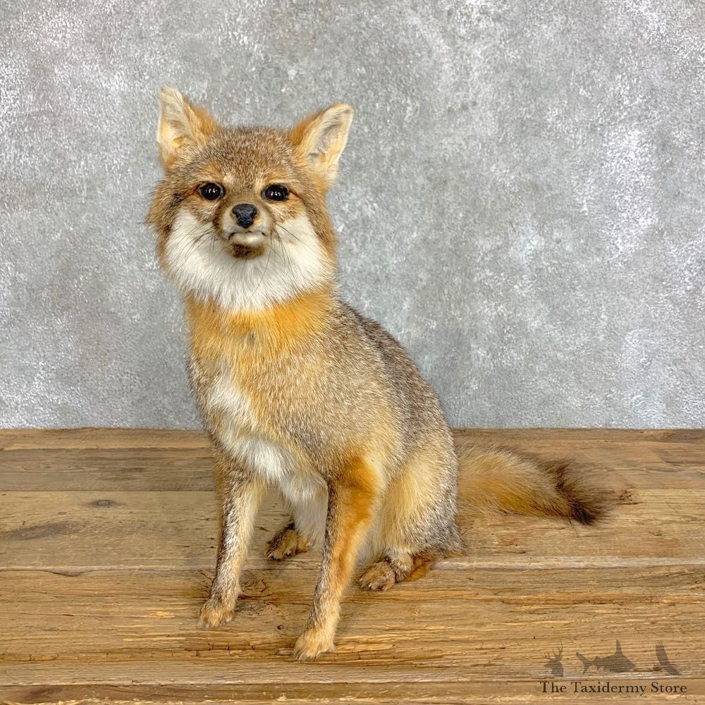 Grey Fox Life-Size Mount For Sale #22829 @ The Taxidermy Store