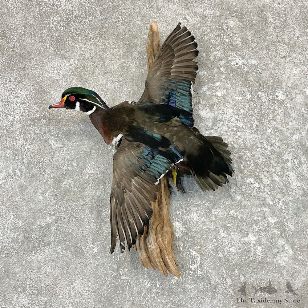 Wood Duck Drake Mount For Sale #27545 @ The Taxidermy Store