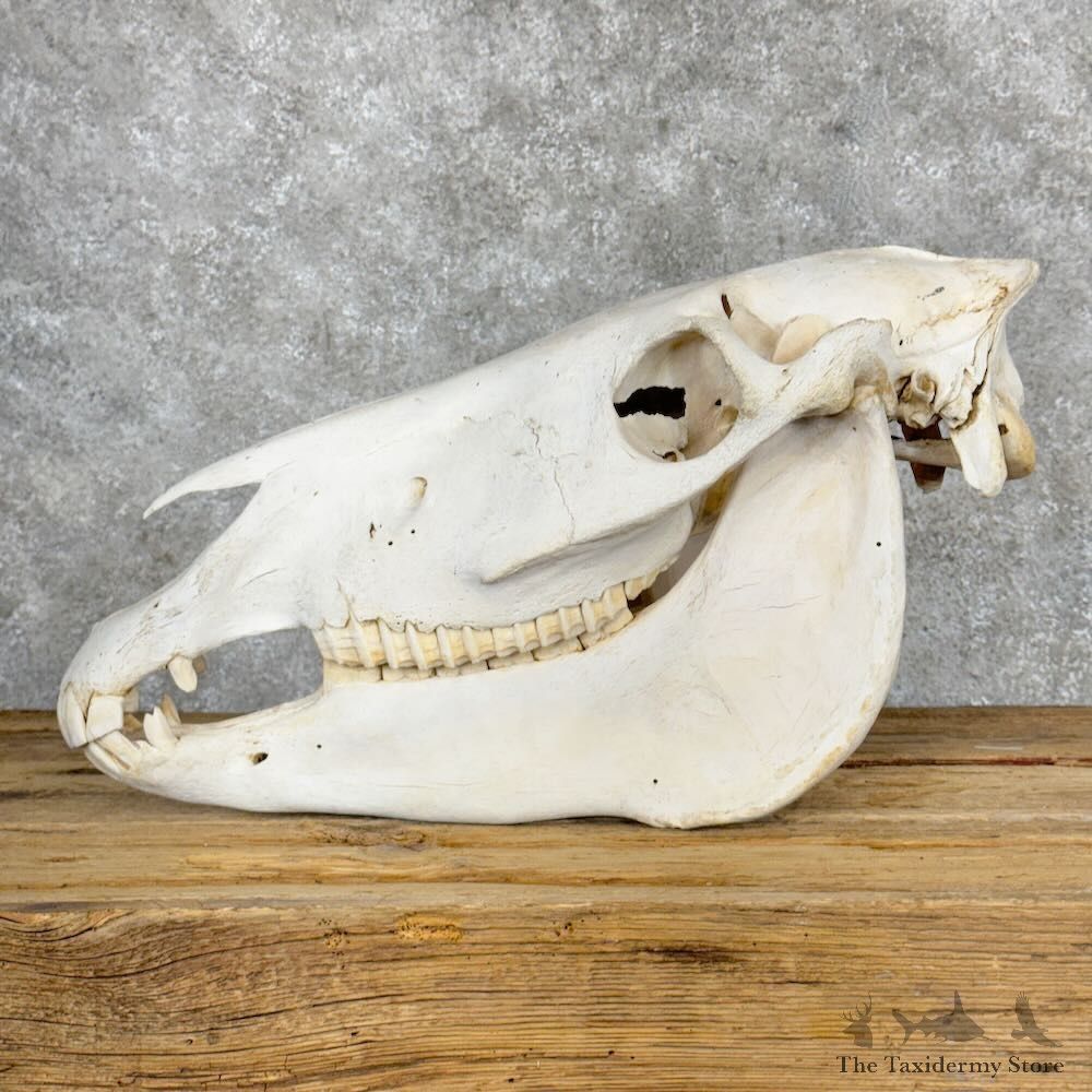 African Burchell's Zebra Skull Mount For Sale #28963 @ The Taxidermy Store