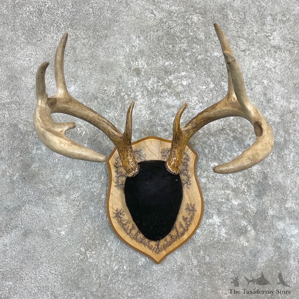 Whitetail Deer Antler Plaque For Sale #27305 @ The Taxidermy Store
