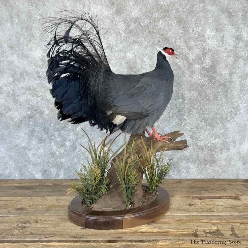 Blue-Eared Pheasant Bird Mount For Sale #32282 @ The Taxidermy Store