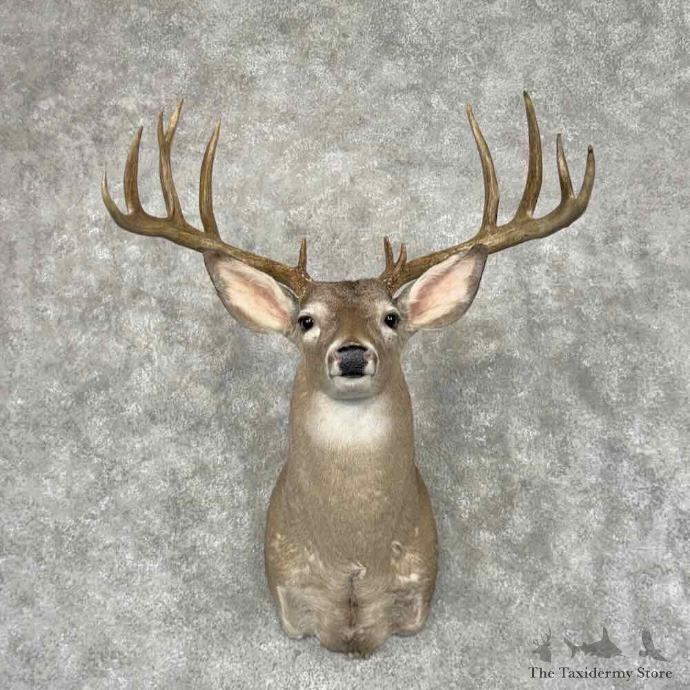 Whitetail Deer Shoulder Mount For Sale #32085 @ The Taxidermy Store