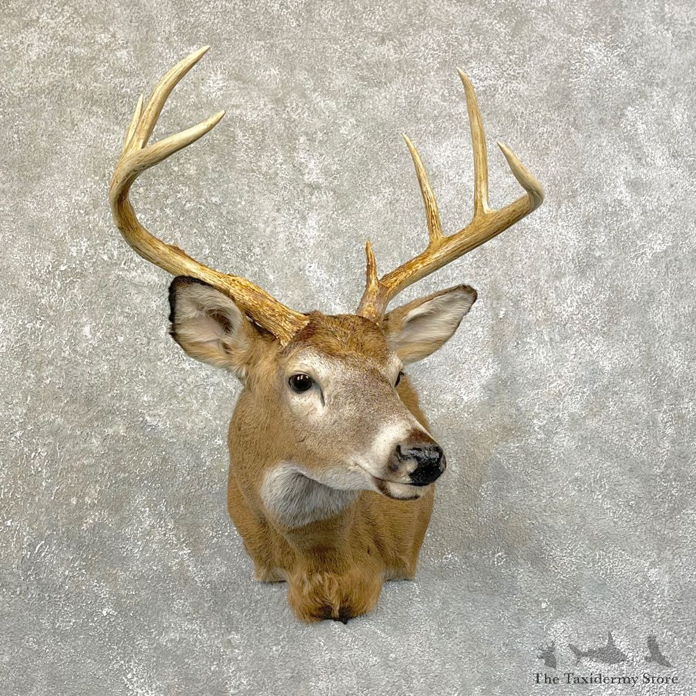 Whitetail Deer Shoulder Mount #24605 For Sale - The Taxidermy Store