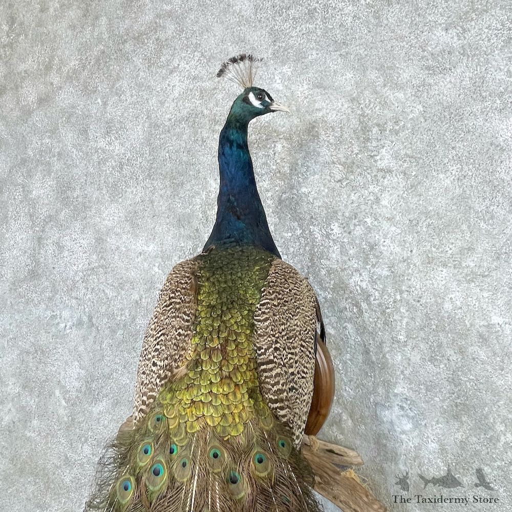 Blue Indian Peacock Bird Mount For Sale #26920 @ The Taxidermy Store
