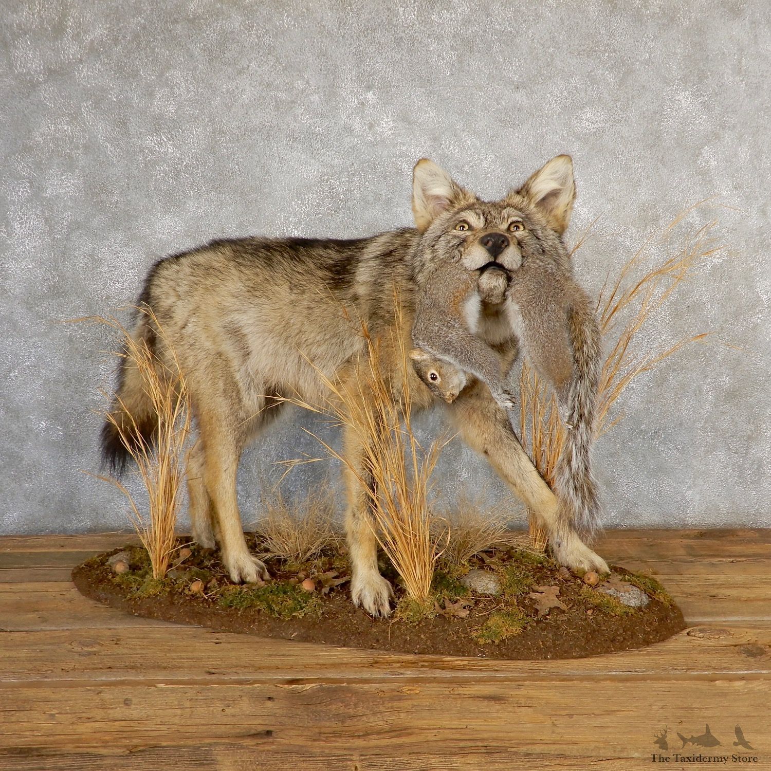 Coyote With Squirrel Life-Size Mount For Sale #19043 @ The Taxidermy Store