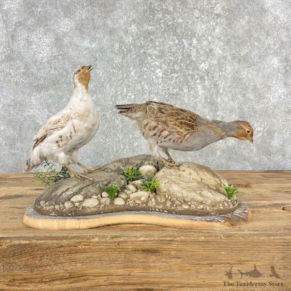 Hungarian Taxidermy Mount For Sale #26008 @ The Taxidermy Store